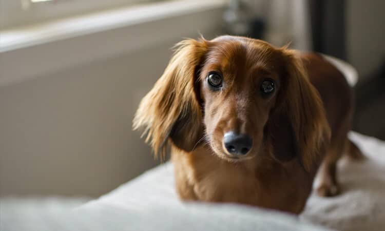 É verdade que cebola faz mal para cachorro?