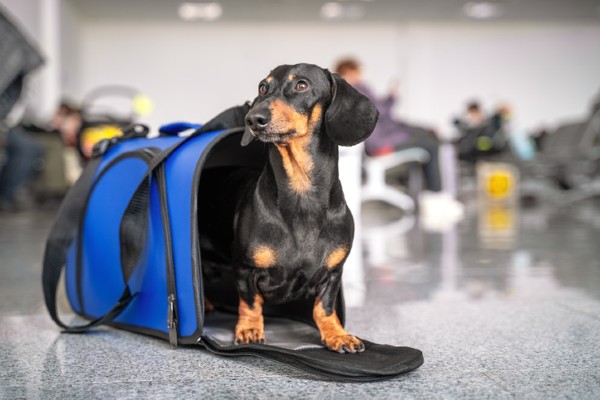 EUA suspende a entrada de cães do Brasil