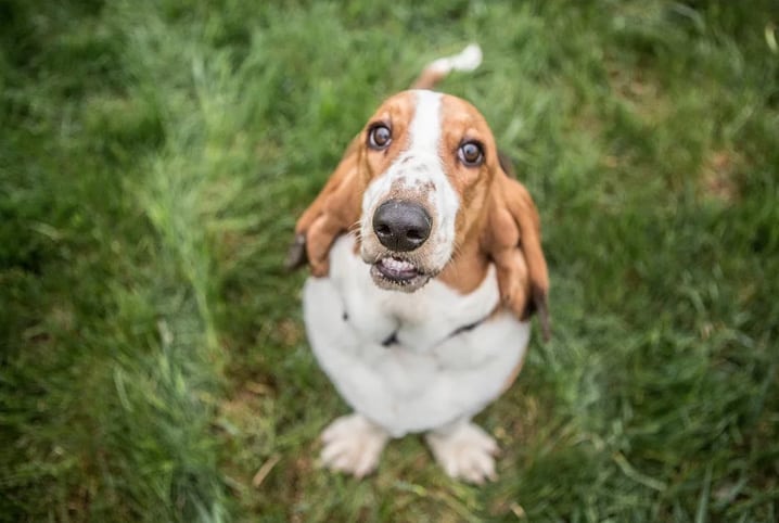 Entenda os riscos da picada de formiga em cachorro