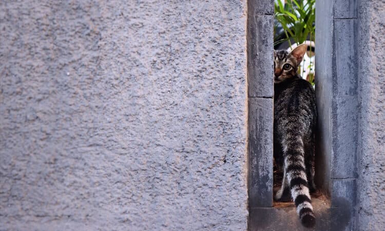 Gatos resgatados: 7 dicas para adotar um bichano de rua