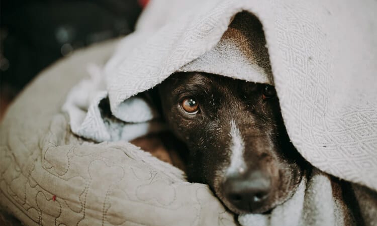 Nebulização em cachorro: quando e como fazer?