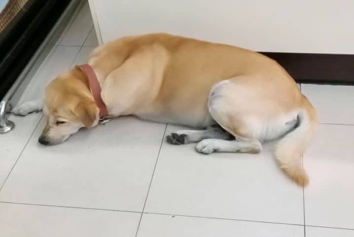 O que pode ser cachorro mordendo o rabo?