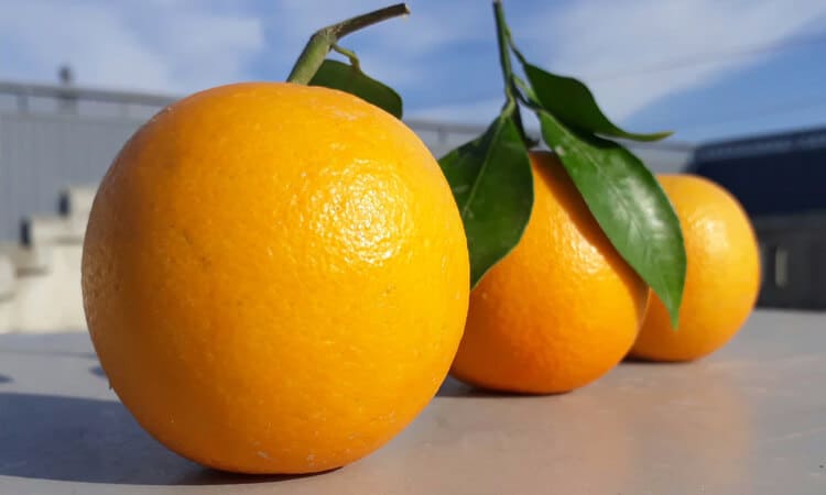 Papagaio pode comer laranja? Saiba como oferecer!