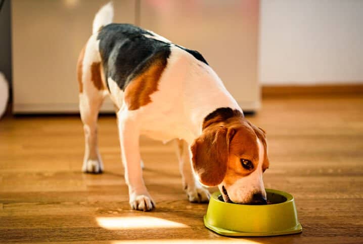 Saiba como fazer o cachorro comer devagar