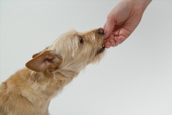 Será que cachorro pode comer queijo branco? Confira