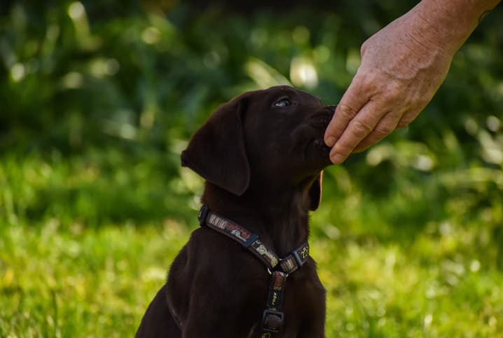 Você já se perguntou se cachorro pode comer açúcar? Confira!