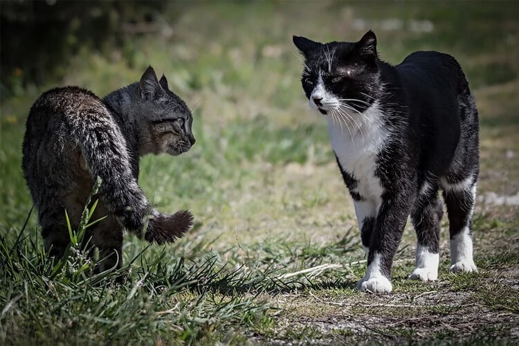 Briga de gato: entenda por que ela acontece e como evitar!