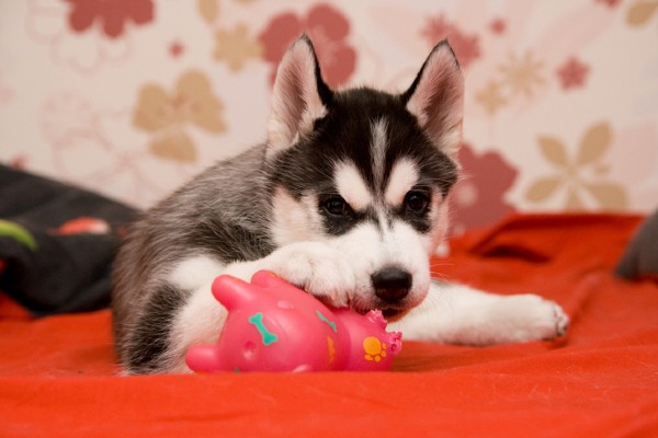 Brinquedos para filhotes de cachorro