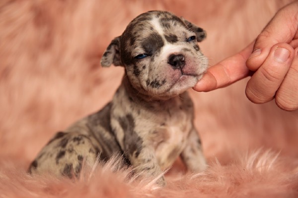 Cachorro American Bully filhote