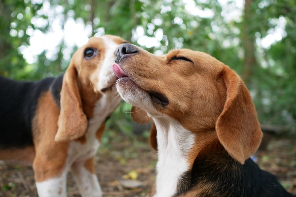 Cachorro castrado cruza?