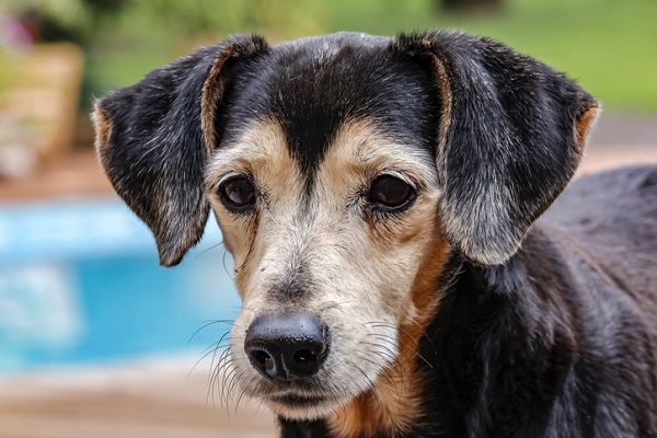 Cachorro com sete anos é idoso?