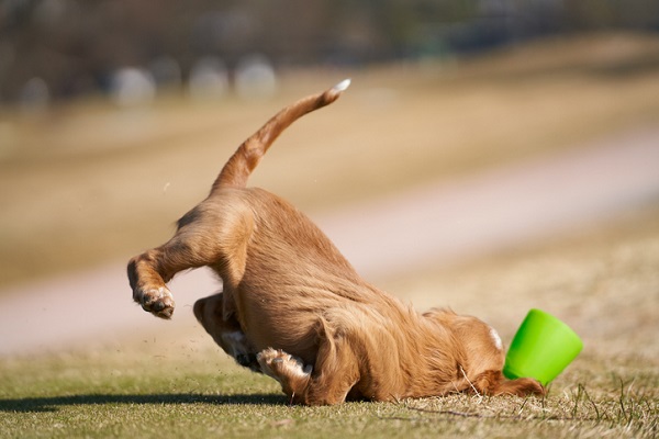 Cachorro idoso cambaleando: veja como ajudá-lo