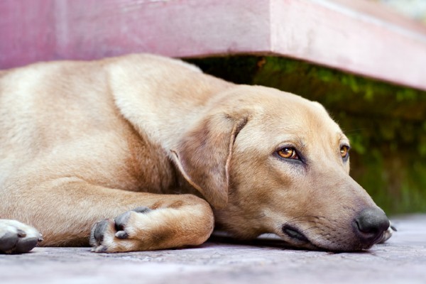 Cachorro idoso com dificuldade de andar