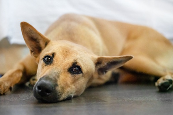 Cachorro idoso emagrecendo: veja o que está acontecendo