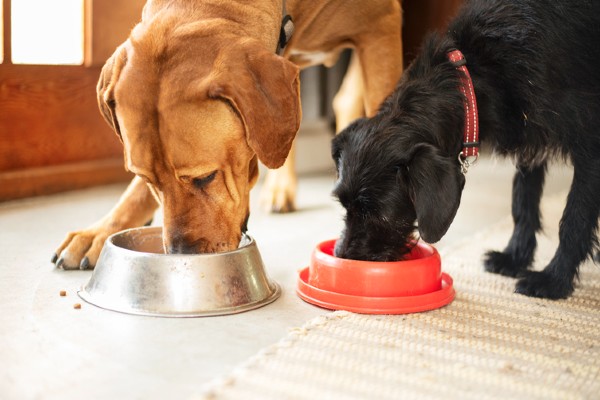 Cachorro idoso pode comer ração de filhote?