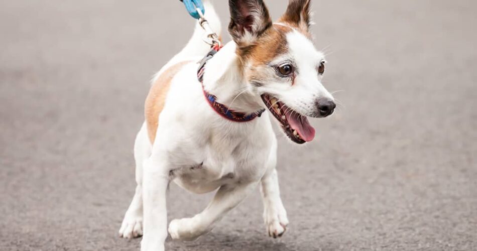 Cachorro puxando guia: por que isso acontece?