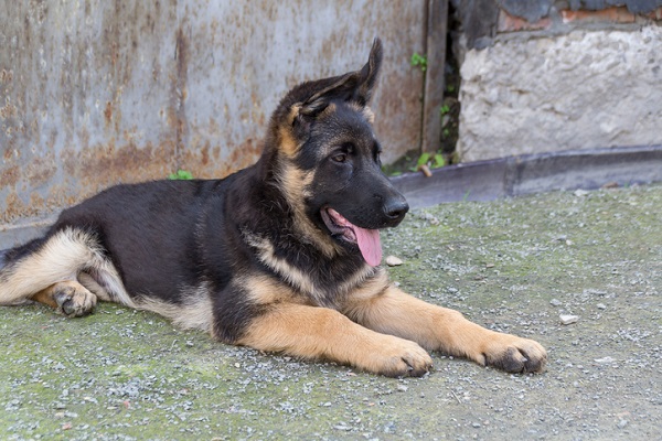 Com quantos anos o cachorro fica adulto?