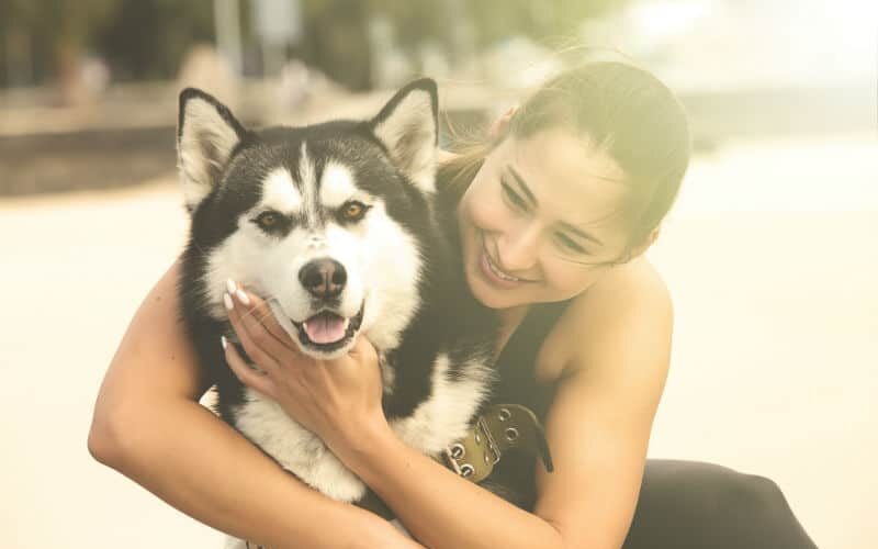 Como cuidar do pelo do Husky Siberiano? Veja dicas