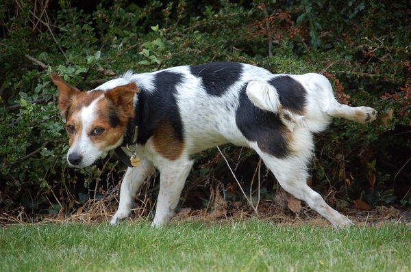 Como ensinar cachorro velho a fazer as necessidades no lugar certo