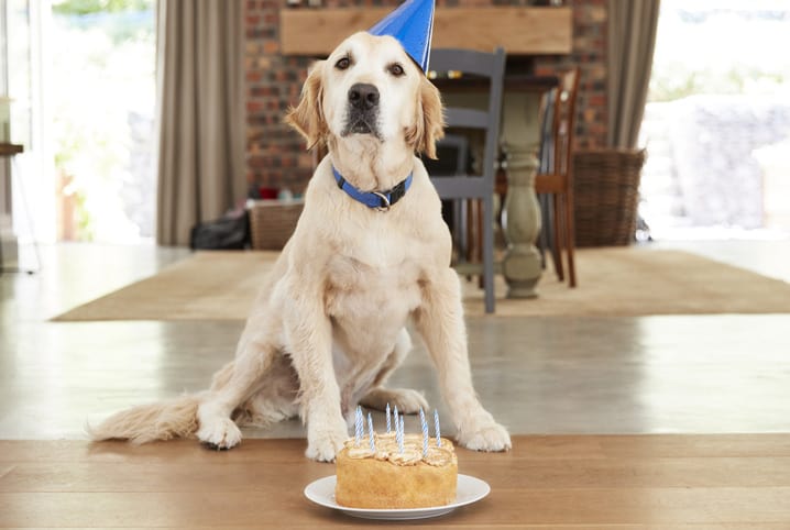 Como fazer bolo para cachorro? Saiba como criar uma deliciosa sobremesa para o peludo!