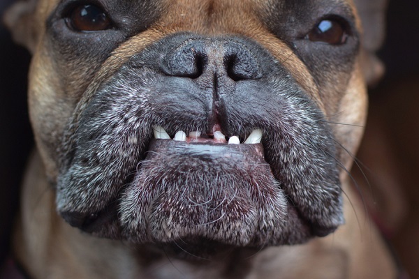 Dente de cachorro velho cai?