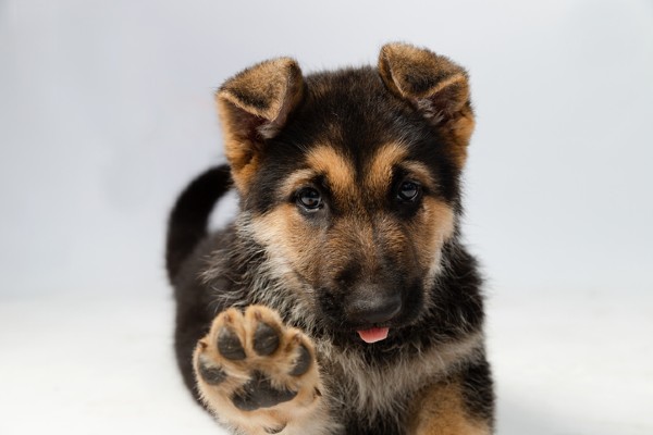 Filhote de cachorro peludo