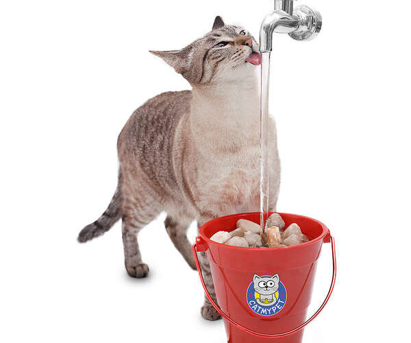 Fonte de água para gatos