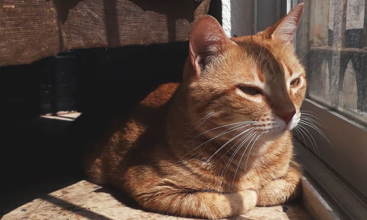 Gato castrado marca território: veja como evitar