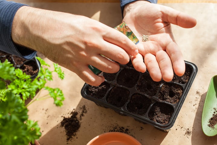 Horta de temperos: saiba como cuidar da sua