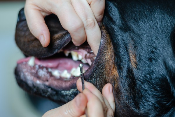 Limpeza de tártaro em cães idosos