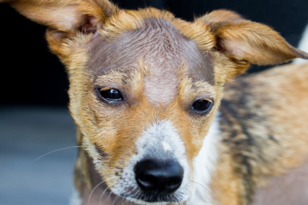 O que é alopecia em pets?