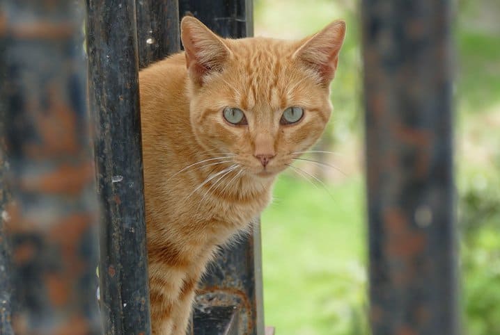 O que é gato feral e qual é a diferença para o doméstico?