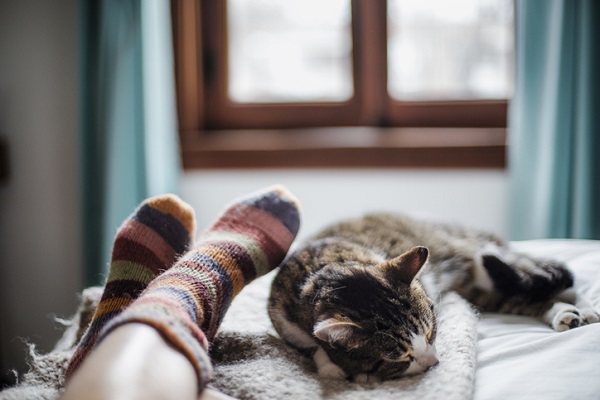 Pesquisa sugere que gatos podem ter ficado mais carinhosos na pandemia