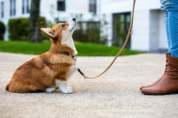 Preciso adestrar meu cão?