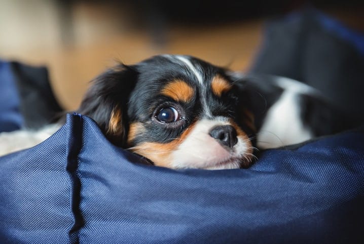 Quais são os melhores tipos de cama para cachorro?