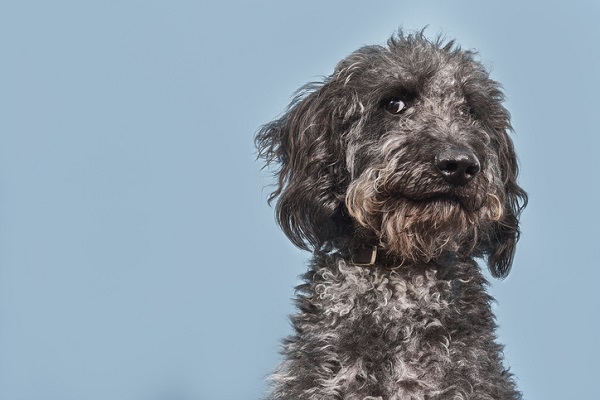 Raças que são misturas de Poodle