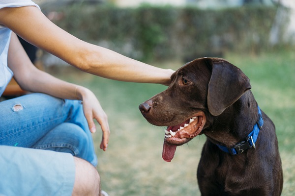 Respiração ofegante em cães idosos: devo me preocupar?