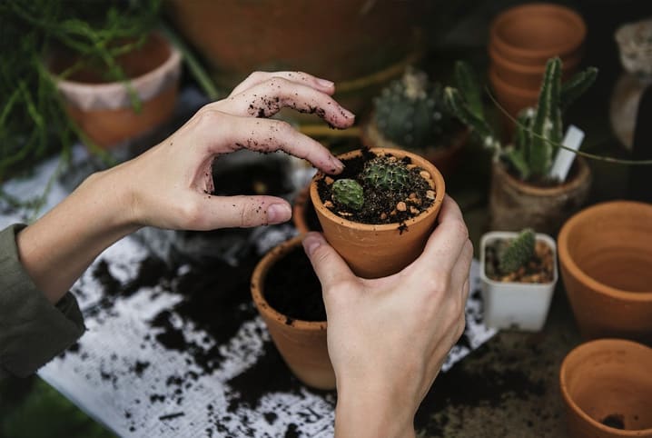 Saiba como plantar cactos adequadamente