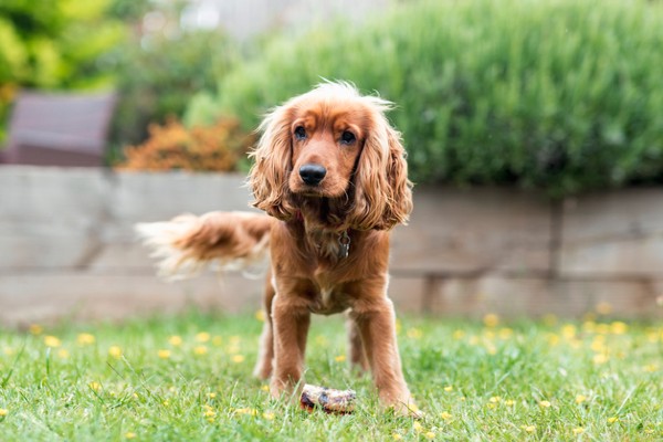 Sete fatos sobre o Cocker Spaniel Inglês