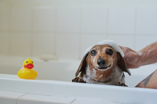 Shampoo para cachorro filhote