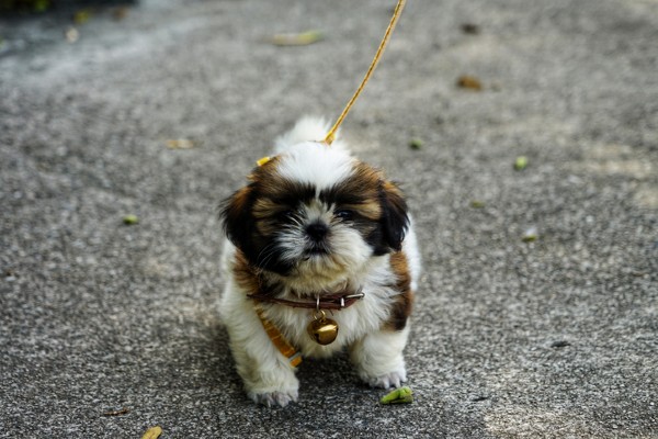 Veja sete opções de filhotes de cachorro pequeno