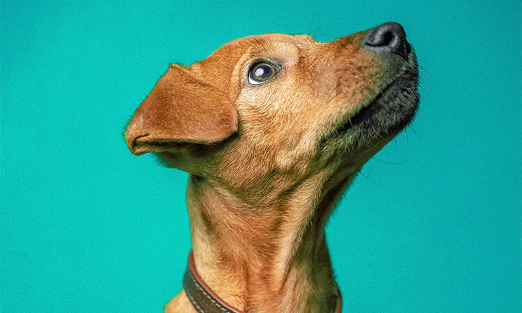 Você sabe se cachorro pode comer salame? Descubra já!