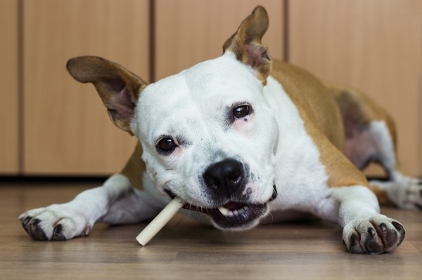 10 petiscos naturais para cachorro