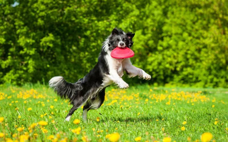 5 melhores brinquedos para cachorro: presenteie seu amigão!