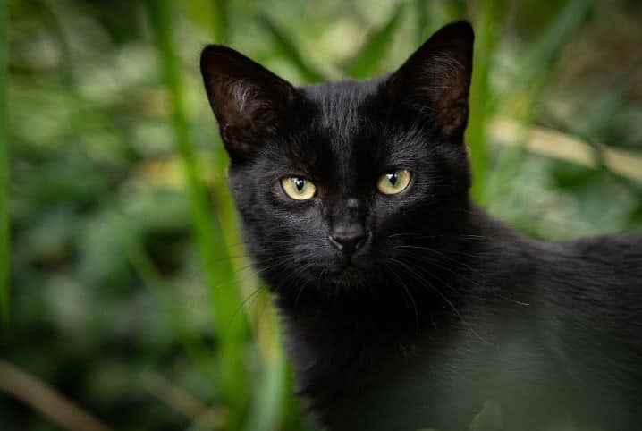 Animais pretos precisam de carinho e atenção, o resto é história