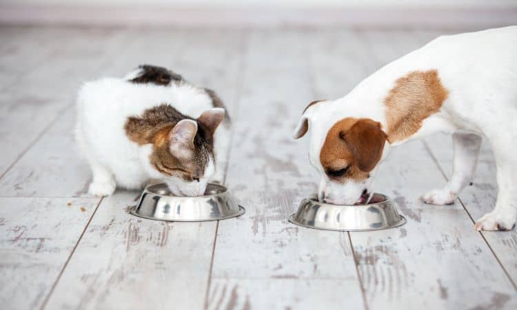 Benefícios do alimento super premium natural para pets