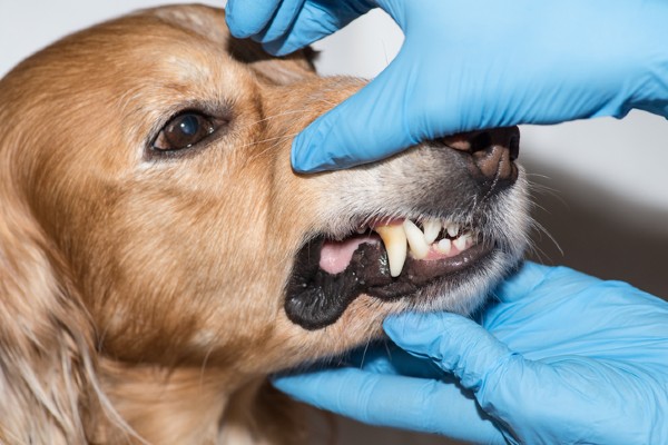 Cachorro com a gengiva sangrando: o que pode ser?