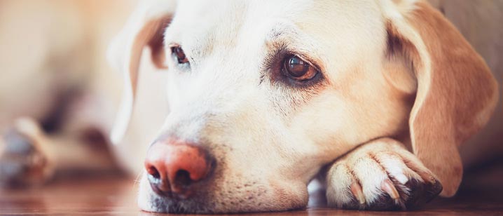 Cachorro com corrimento amarelo: o que pode ser?