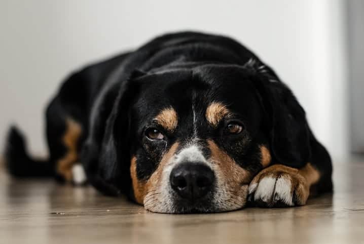 Cachorro com feridas e queda de pelo: como ajudar?