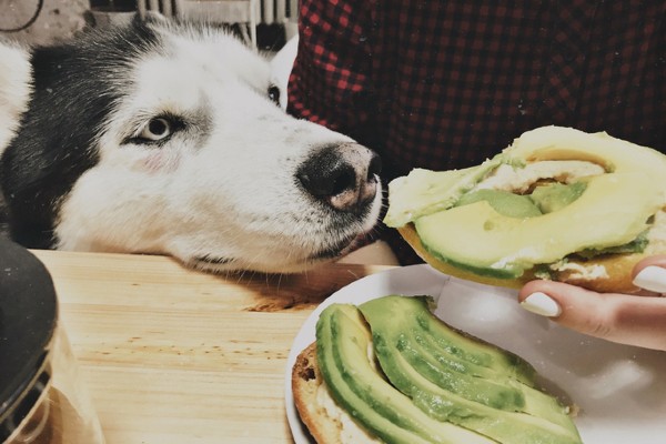 Cachorro pode comer abacate?